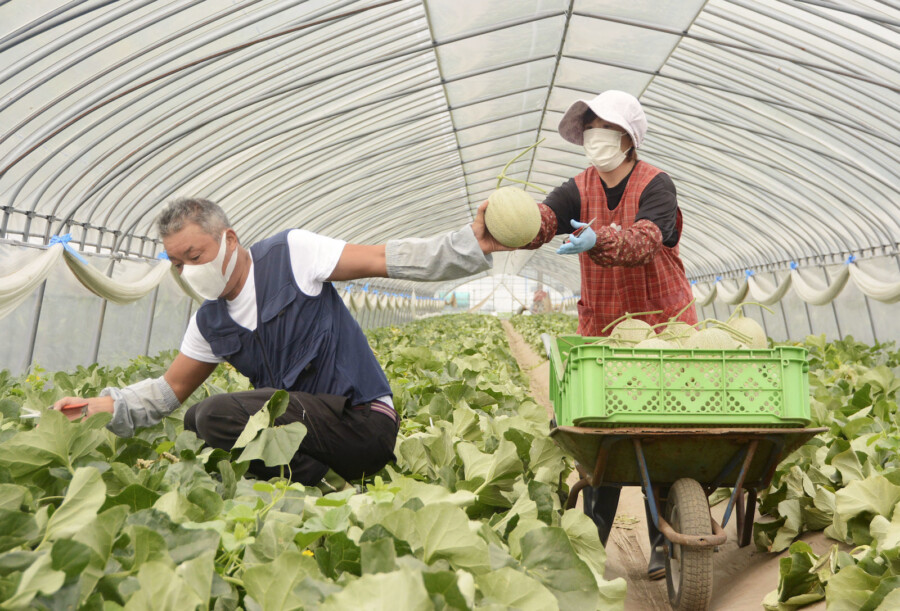 Melon season ng Japan Portal Japan
