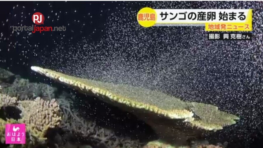 &nbspNag-simula nang mangitlog ang mga Koral sa Amami, Southwestern Japan
