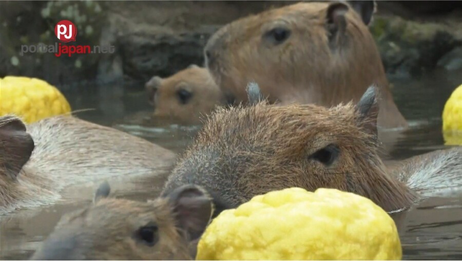 &nbspTinatangkilik ng mga baby capybara ang unang mainit na paliguan sa Shizuoka zoo
