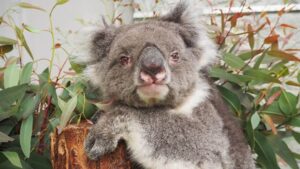&nbspPinakamatandang koala na nasa captivity sa Japan, namatay na